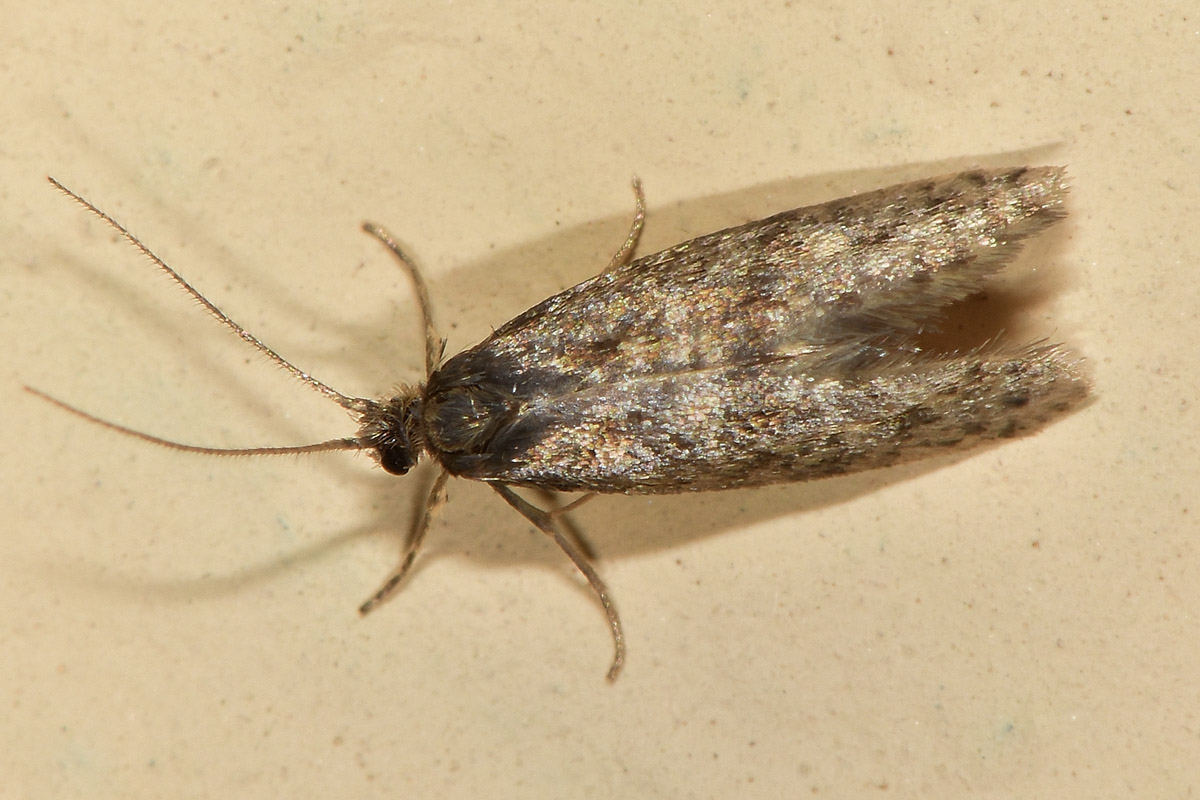 Tineidae?